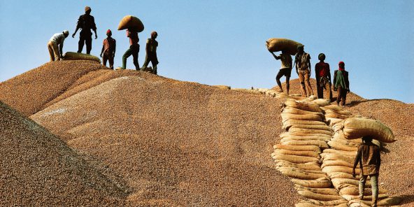 Le Sénégal suspend la taxe à l’exportation sur l’arachide