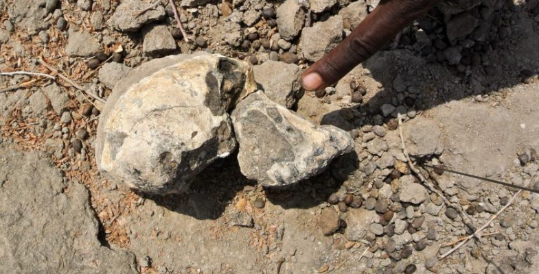 Ethiopie : découverte de fossiles d’animaux vieux de 2,3 millions d’années
