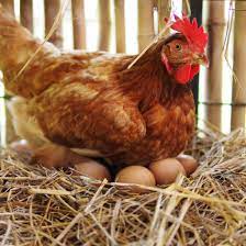 Togo: des cas de grippe aviaire détectés dans une ferme à Toaga