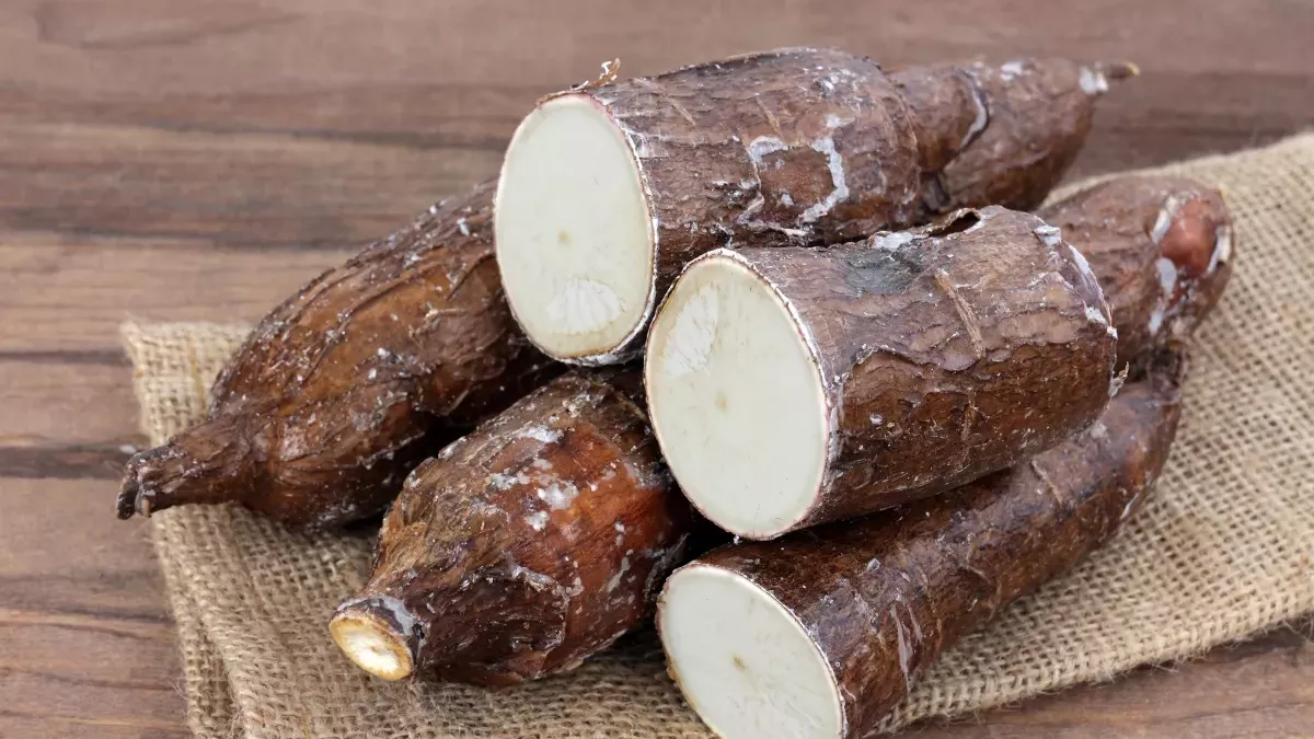 Un Essor Fulgurant – Le Togo en Passe de Devenir un Pilier Régional dans la Production de Tubercules