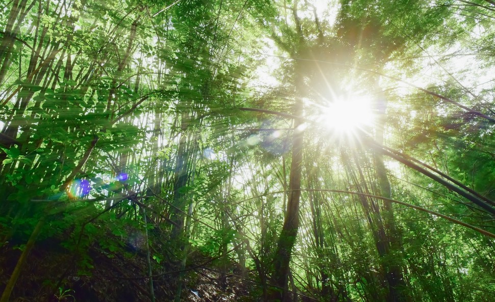 Togo : Révision de la Stratégie Biodiversité