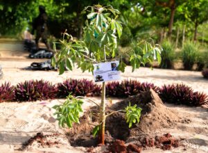 Le Président Faure Essozimna Gnassingbé a honoré la préfecture des Lacs de sa présence inopinée et a planté un baobab.