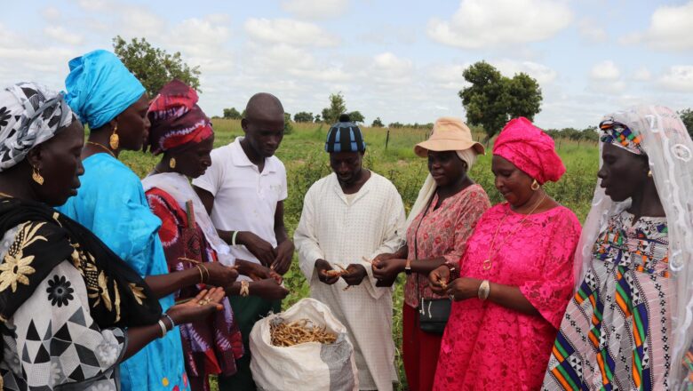 le FSRP s’engage à propulser la productivité agricole vers des sommets inégalés tout en consolidant la résilience des acteurs clés du système alimentaire