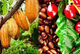 Le Comité de Coordination pour la Filière Café et Cacao a fixé les prix indicatifs aux producteurs pour la période du 1er au 15 mars 2024.