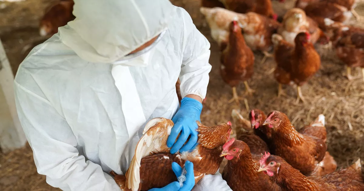 Experts Africains Élaborent des Protocoles Contre la Grippe Aviaire