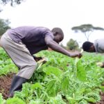 Les avancées et les collaborations innovantes au Togo pour transformer le conseil agricole en un moteur de développement durable