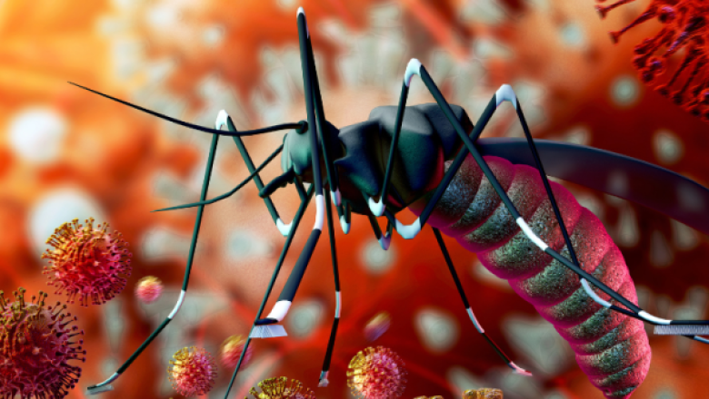 Le ministère togolais de la Santé lance une alerte face à la résurgence de la dengue et appelle à la mobilisation collective