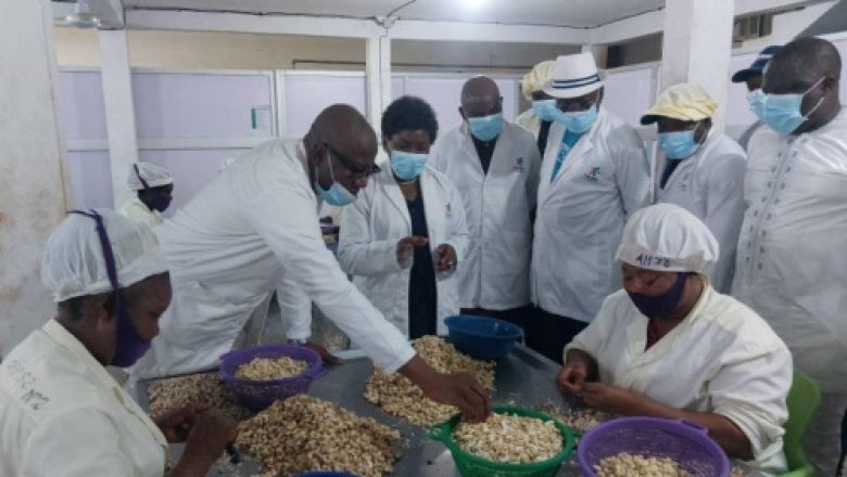 L'usine "Cajou du centre" au Togo incarne l'innovation et le développement durable dans l'industrie de l'anacarde,