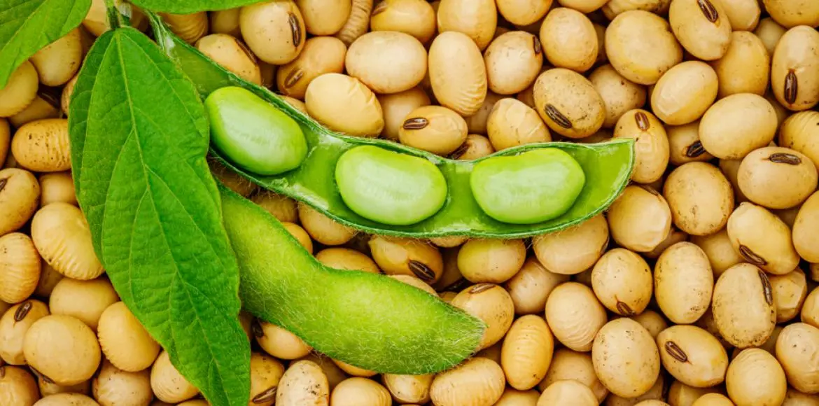 Togo : Mme Daloli Mimbouab aux commandes de la filière soja