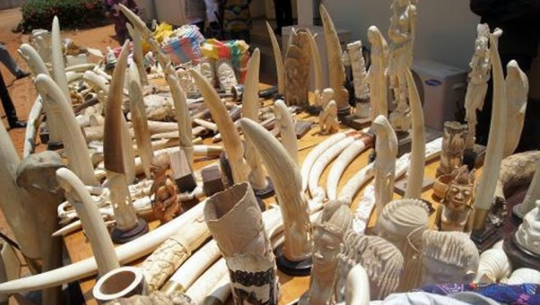 Les autorités togolaises ont démantelé un réseau de trafiquants d'Ivoire, saisissant une quantité importante de défenses d'éléphant