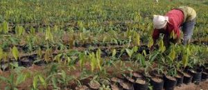 Le Togo accueille le Marché des Innovations et Technologies Agricoles pour booster la production agricole et lutter contre les ravageurs.