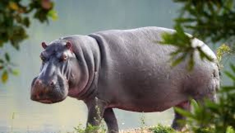 Grâce au projet WACA, le Togo trouve une solution pacifique pour cohabiter avec les hippopotames, tout en protégeant les cultures des agriculteurs.
