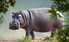 Le Togo protège ses hippopotames et ses agriculteurs grâce au projet WACA
