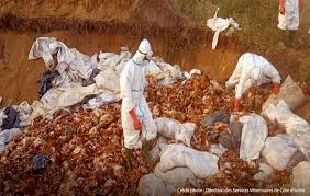 Togo lutte contre une nouvelle épidémie de grippe aviaire H5N1 touchant trois fermes avicoles, avec des mesures drastiques pour contenir la propagation et soutenir les communautés affectées.