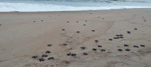 Le Togo organise sa 4ᵉ Journée Nationale des Tortues Marines le 14 juin 2025 avec un gala de football inédit et des actions 