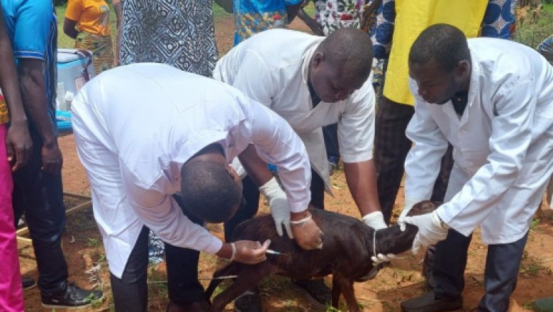 Le Togo lance une vaste campagne nationale de vaccination animale, subventionnée et gratuite contre la rage, pour renforcer la santé publique et la sécurité alimentaire, en partenariat avec la FAO.
