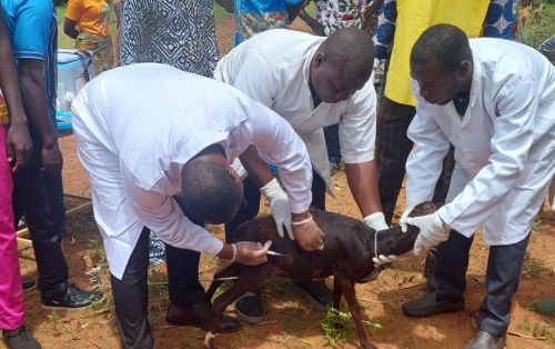 Togo : Vaste campagne de vaccination animale