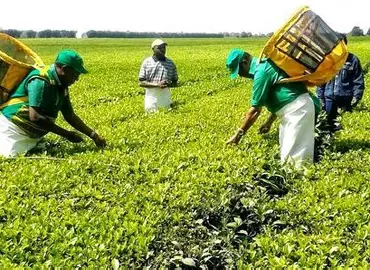 INFA-Tové 2025 : L’agriculture togolaise recrute ses futurs leaders