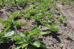 La rectrice Houzou-Mouzou Prénam visite les pôles agronomiques de l’Université de Kara pour renforcer le lien entre savoir académique, innovation agricole et développement durable.