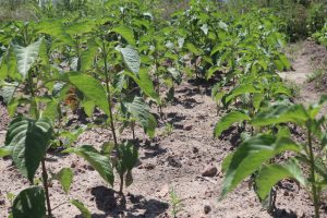 La rectrice Houzou-Mouzou Prénam visite les pôles agronomiques de l’Université de Kara pour renforcer le lien entre savoir académique, innovation agricole et développement durable.
