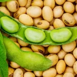 Le gouvernement togolais donne le coup d’envoi de la saison soja 2025-2026, avec un prix plancher fixé à 220 FCFA/kg et un objectif ambitieux de 200 000 tonnes. Structuration, traçabilité et expansion sont au cœur de la stratégie.