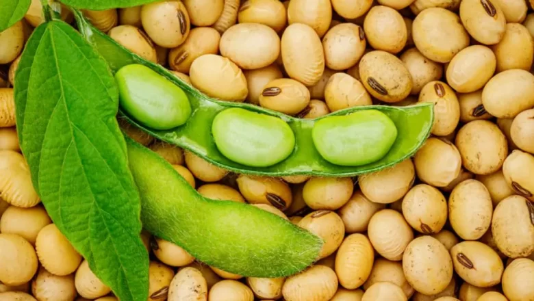 Le gouvernement togolais donne le coup d’envoi de la saison soja 2025-2026, avec un prix plancher fixé à 220 FCFA/kg et un objectif ambitieux de 200 000 tonnes. Structuration, traçabilité et expansion sont au cœur de la stratégie.
