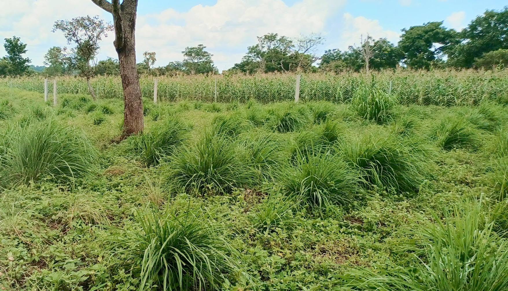 Commune Tchamba 1